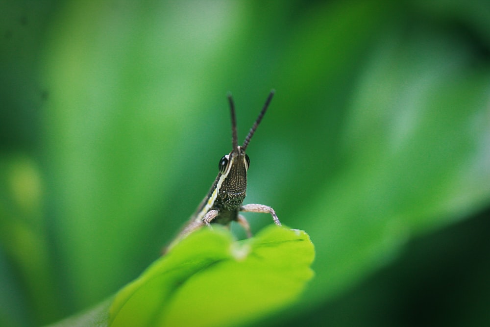 macro photography of black insect