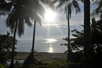 Palm trees framing a breathtaking view of the sun rising over the ocean.