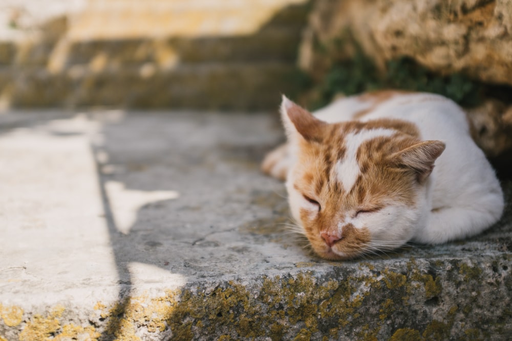 white and orange cat lying on gray concrete floor