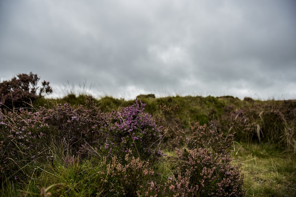 field of lavender