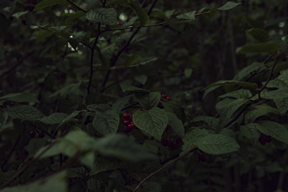 green leaves