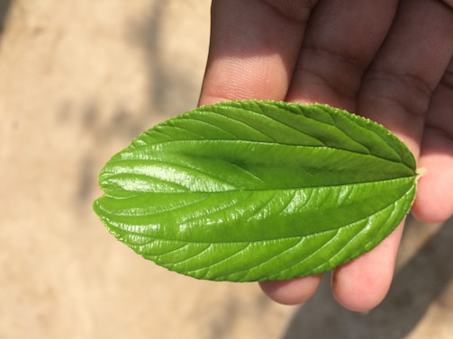Close-up of a scientist holding a leaf with nanotech particles glowing softly.