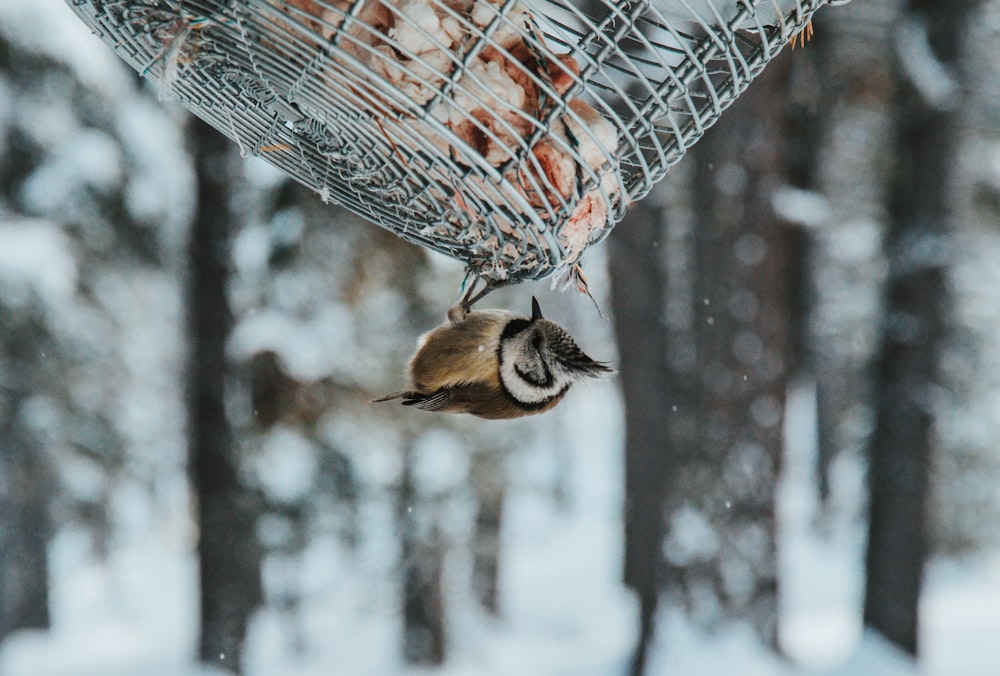 oiseau brun suspendu sur écran en métal gris