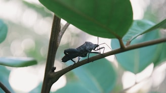 A bug is perched on a tree branch with large green leaves in the background, creating a soft bokeh effect. The focus is on the dark, textured surface of the bug against the lighter greens.