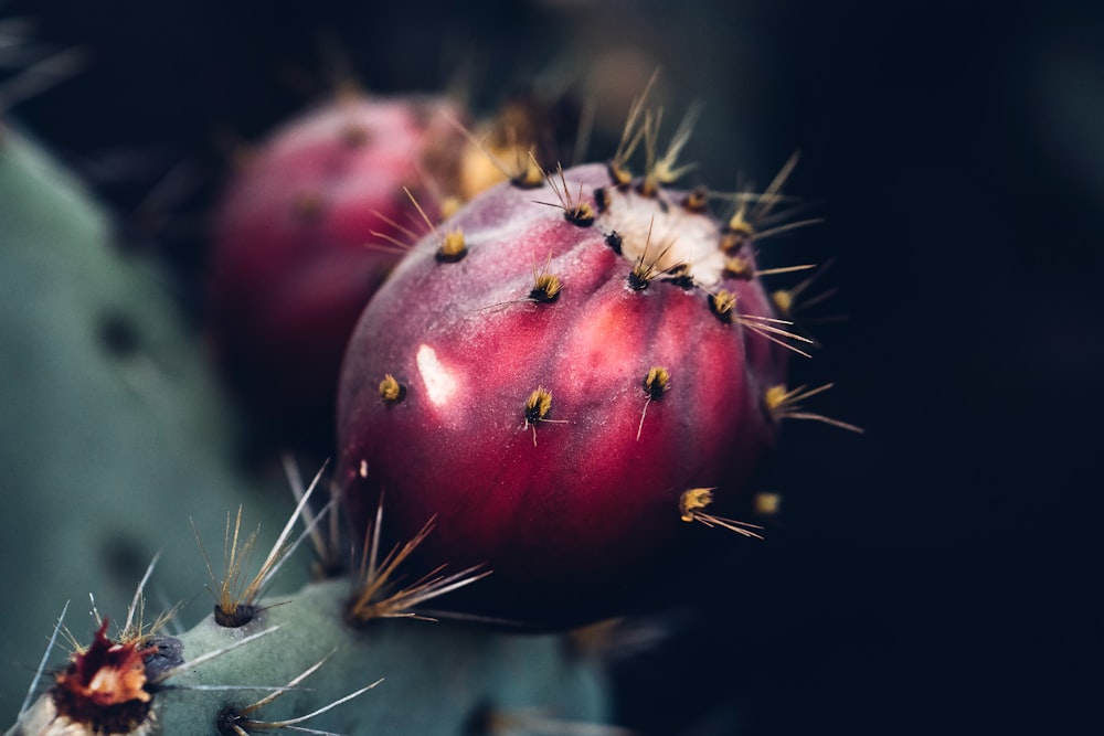 a close up of a cactus with many small buds