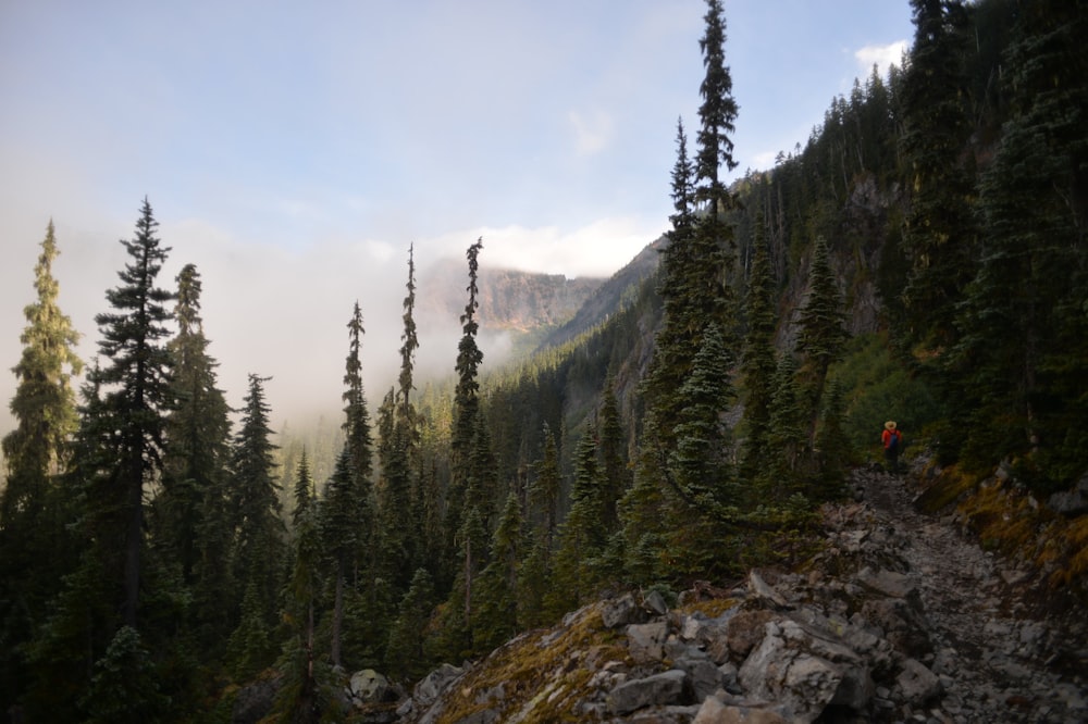 tall pine trees at valley under blue sky and white clouds during daytime