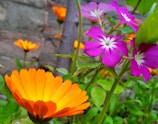 A colorful abstract close-up of California flowers.