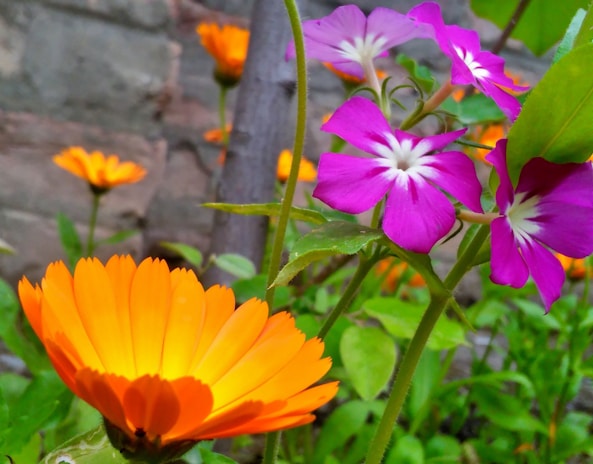 A close-up of colorful flowers in a bright, expressive style.