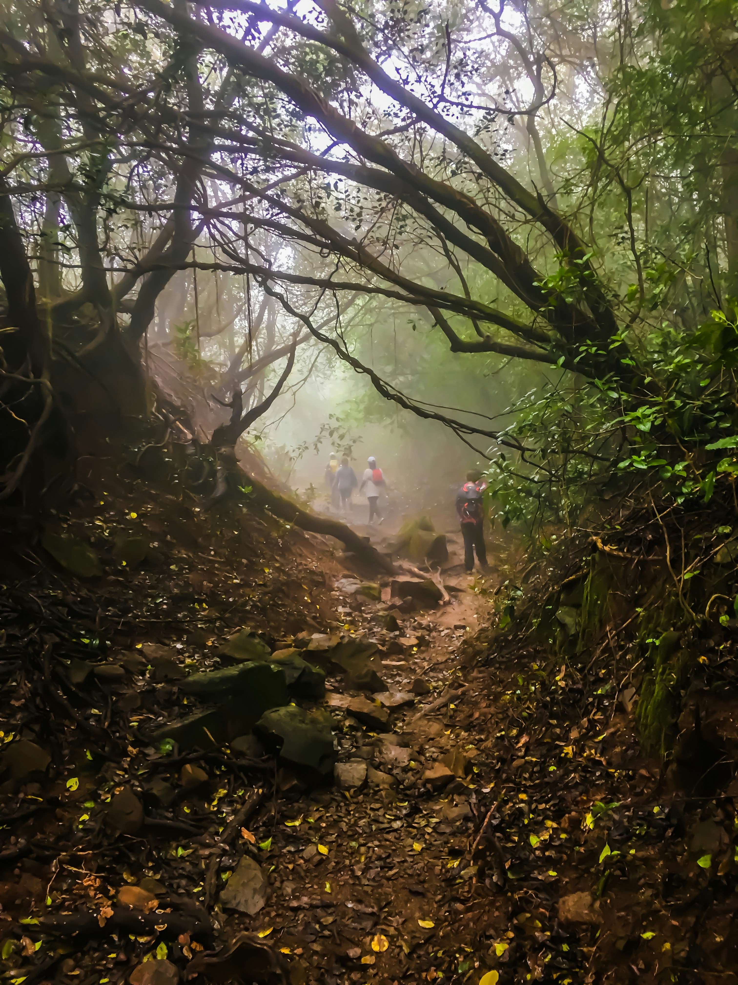 Kisah Mistis Pendaki yang Tersesat di Gunung Merbabu