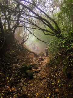 A misty forest pathway with low-hanging branches creating a canopy overhead. The ground is strewn with rocks and leaves, and several people are seen walking in the distance, wearing hiking gear. The scene is enveloped in a mystical ambiance with filtered light through the trees.