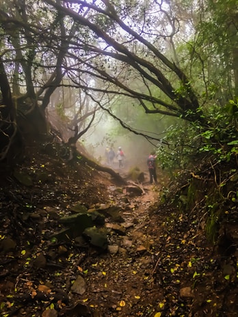 A misty forest pathway with low-hanging branches creating a canopy overhead. The ground is strewn with rocks and leaves, and several people are seen walking in the distance, wearing hiking gear. The scene is enveloped in a mystical ambiance with filtered light through the trees.