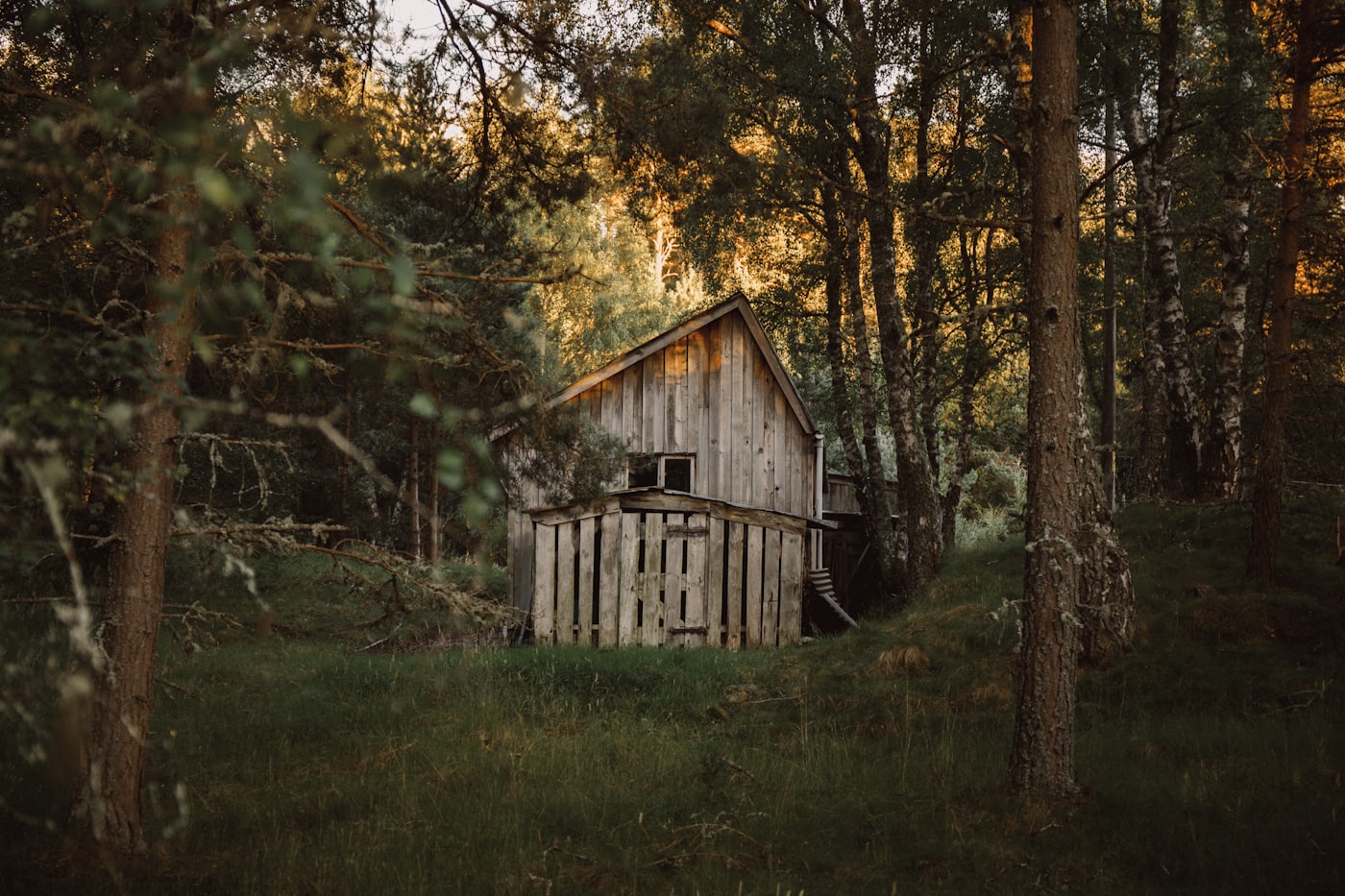 White wooden garden office surrounded by trees