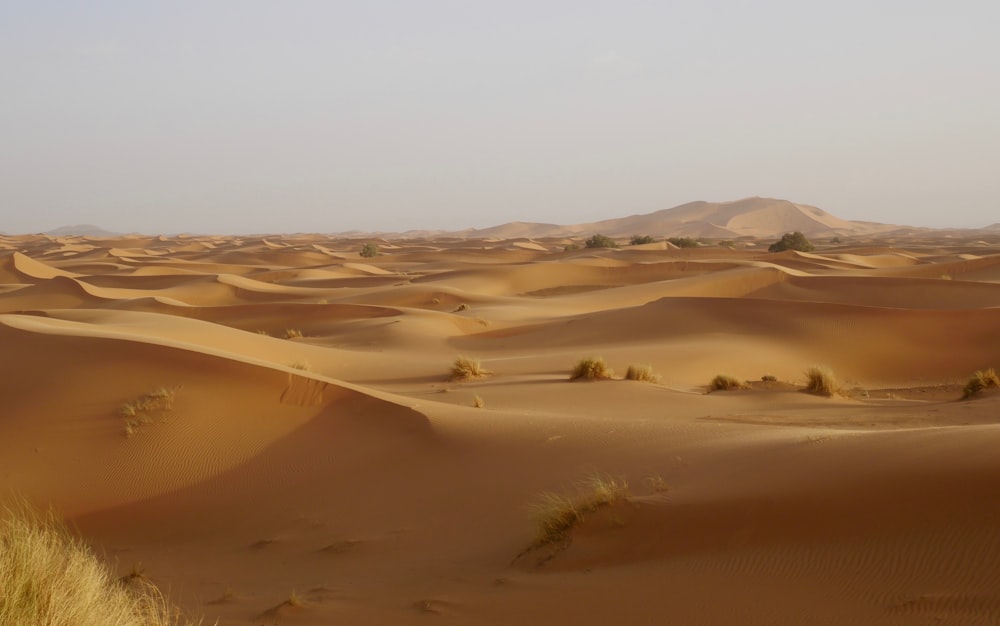 砂漠のフィールド