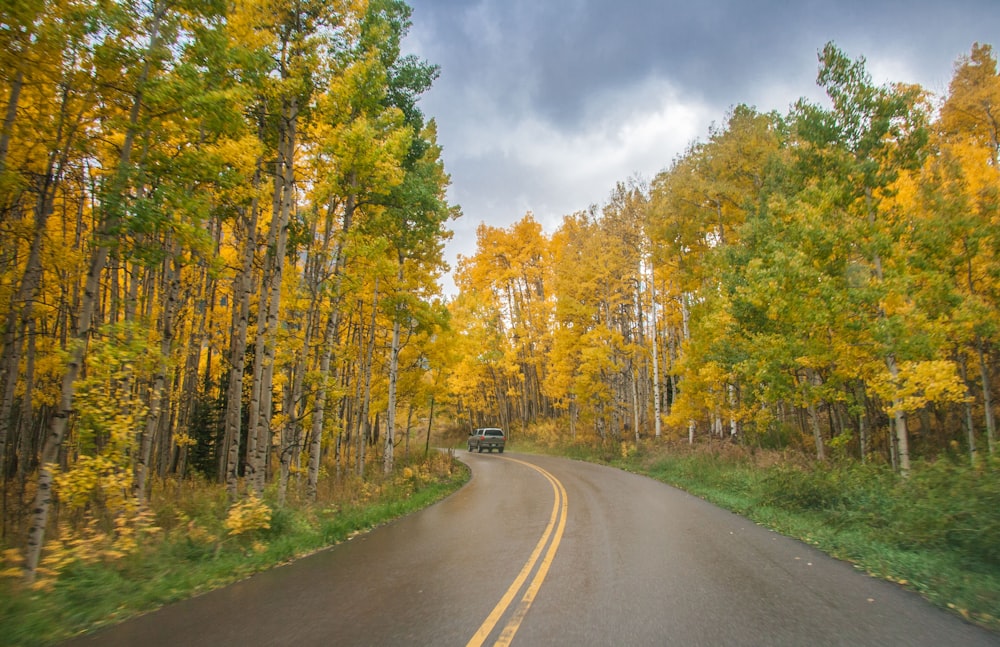 green and yellow leafed trees beside the road