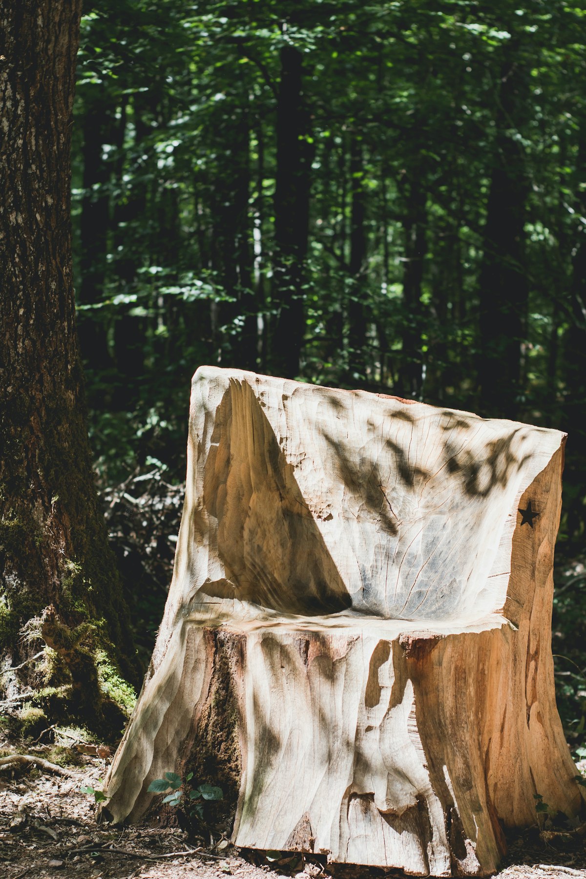 Hand-carved wooden chair set in a French forest, naturalist-sit-spot register