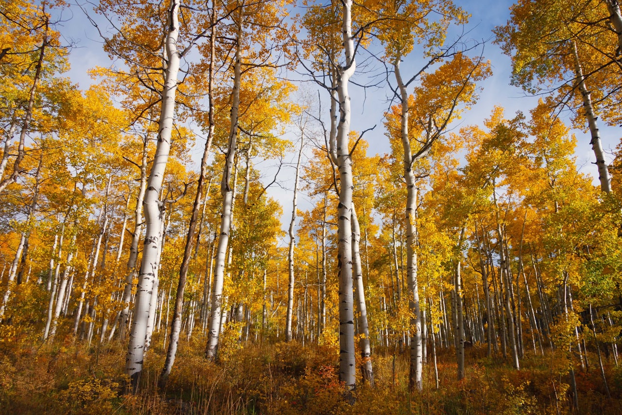 Falling for Aspen: Autumn Events and Activities