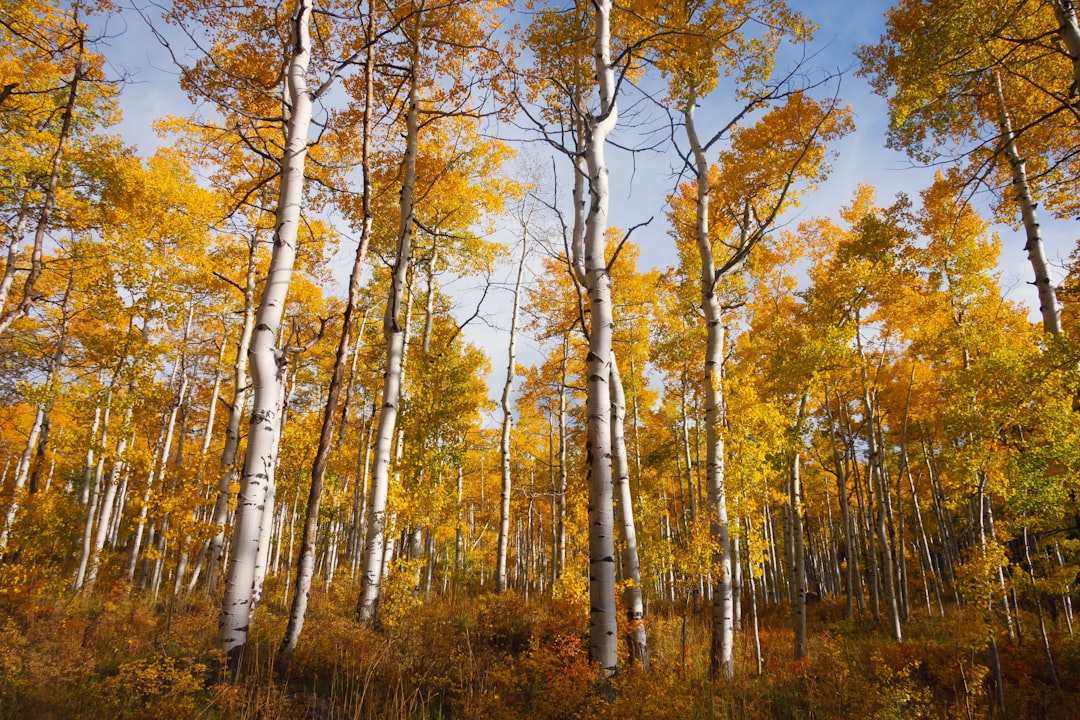 photo of Carbondale Northern hardwood forest near Hanging Lake