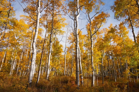 photo of Carbondale Northern hardwood forest near Crystal Mill