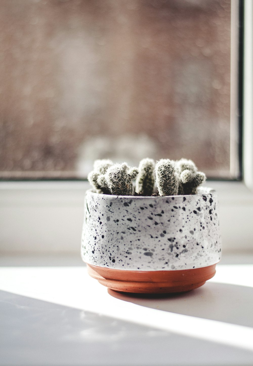 potted green cactus placed near house window