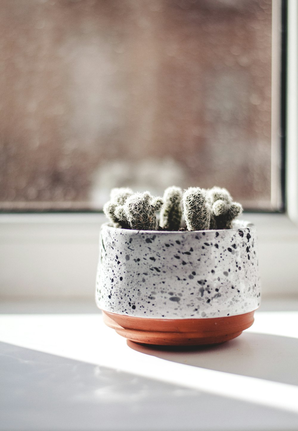 Cactus vert en pot placé près de la fenêtre de la maison