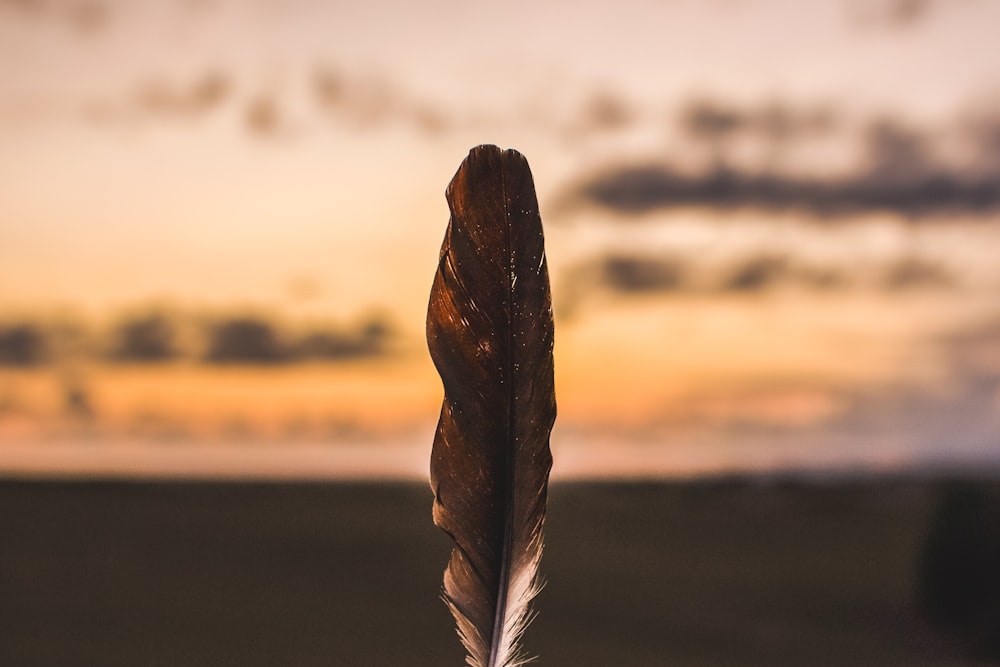 close up photo of brown feather