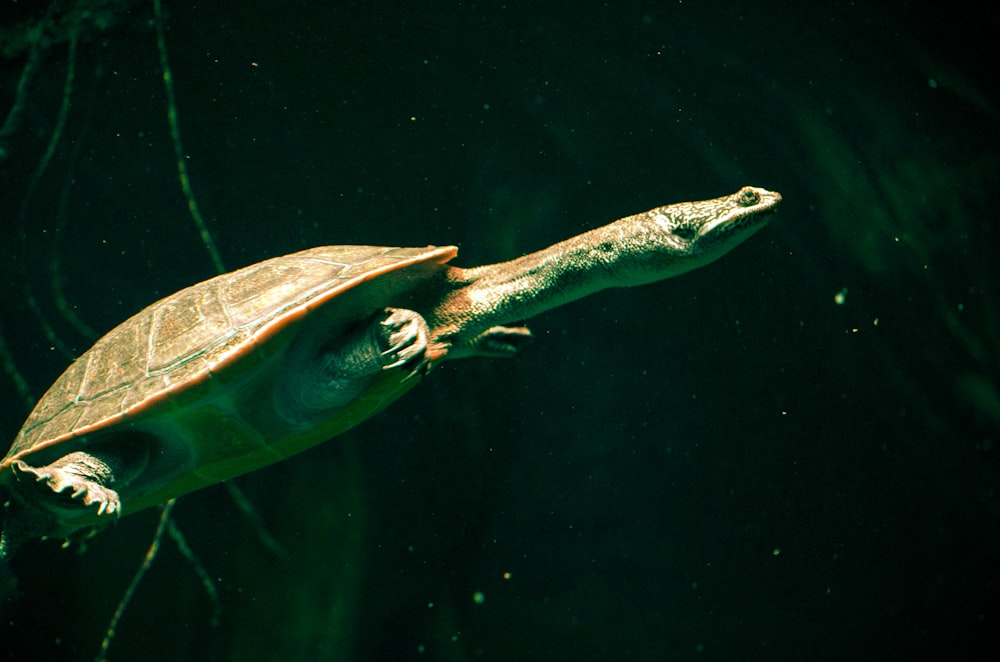 brown tortoise swimming