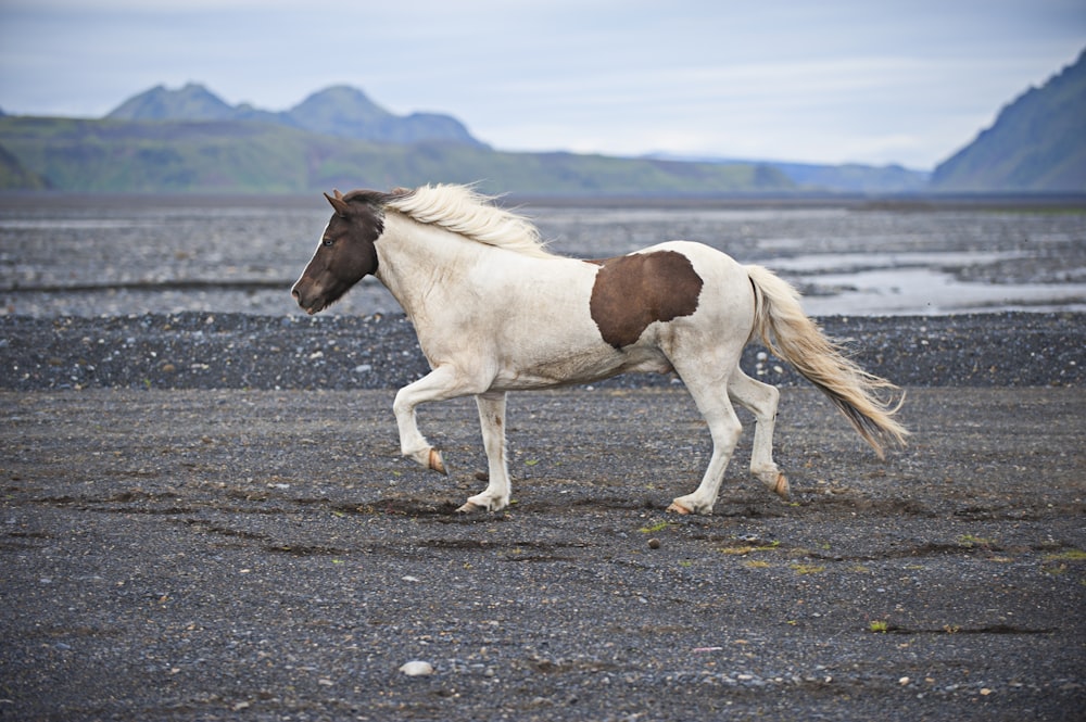 cavalo branco e marrom em terra durante o dia