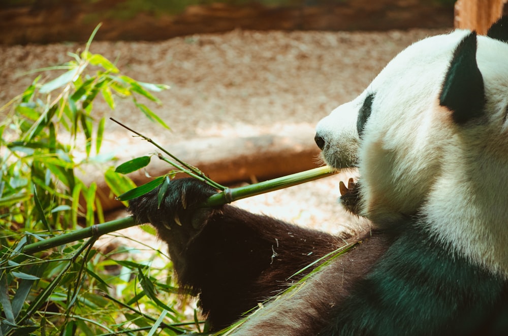 panda holding green bamboo while eating