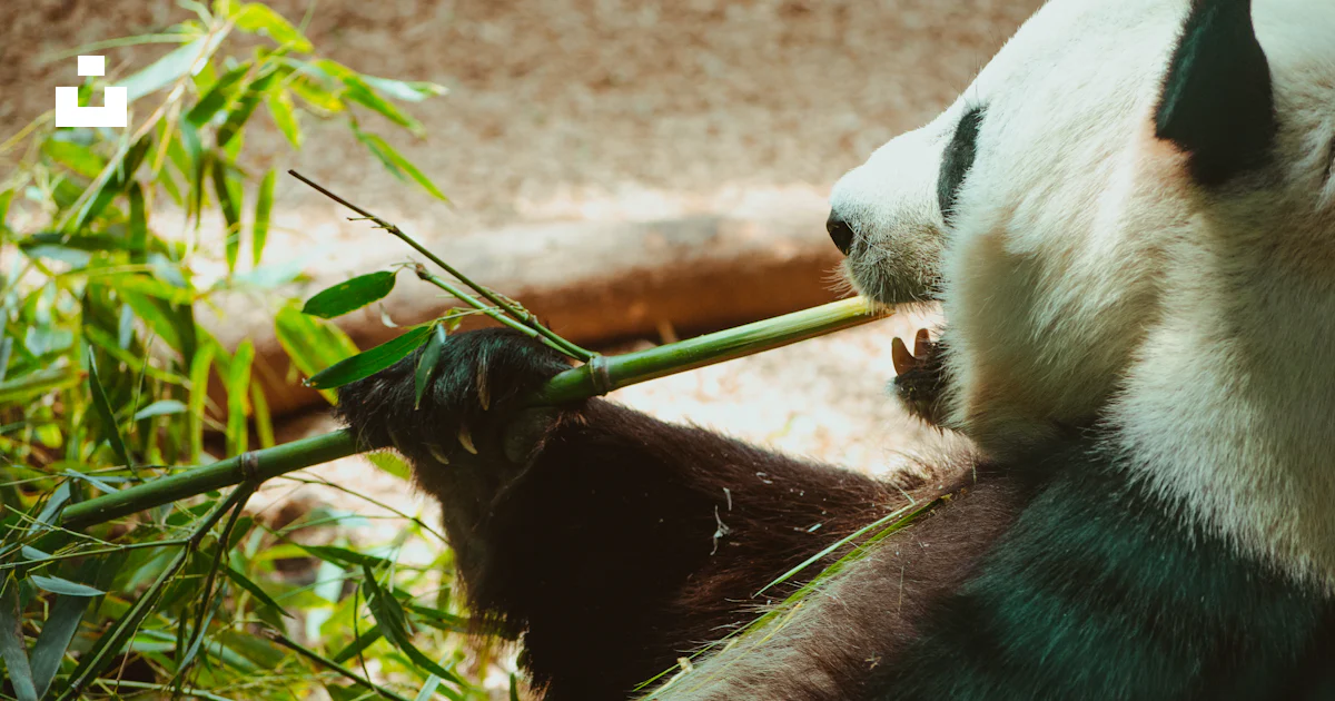 竹の棒を持つパンダの写真 – Unsplashのアトランタ動物園の無料画像