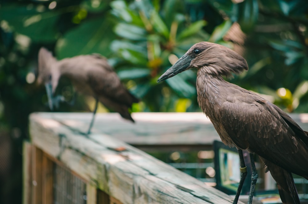 dois pássaros marrons na varanda de madeira marrom