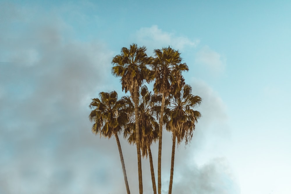 coconut trees under the cloudy sky during daytime