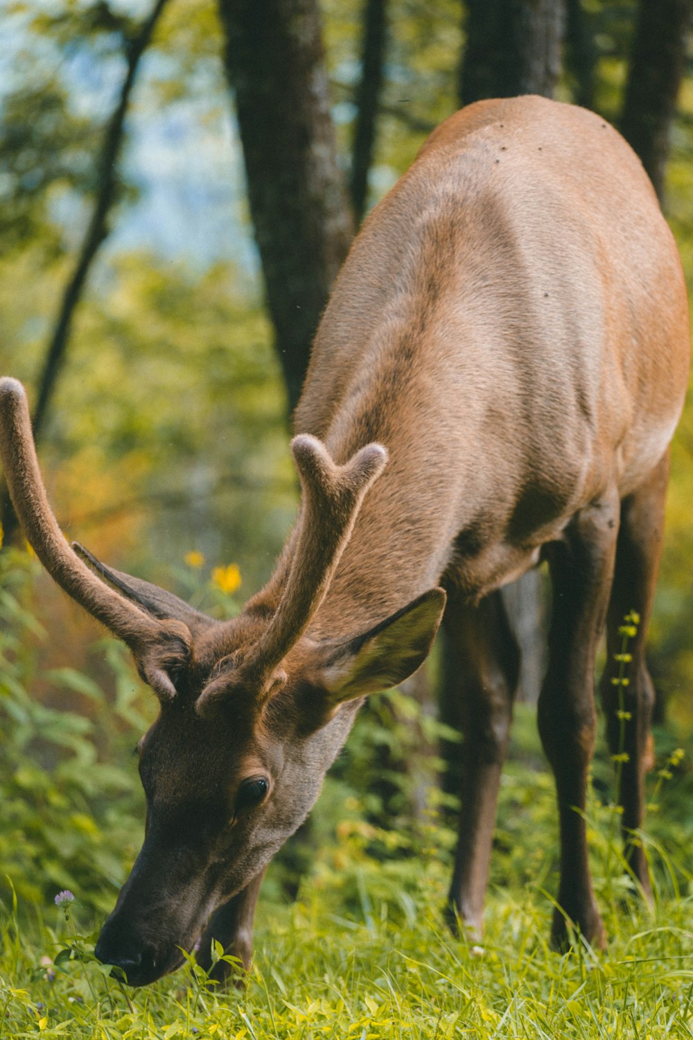 deer on green grass during daytime