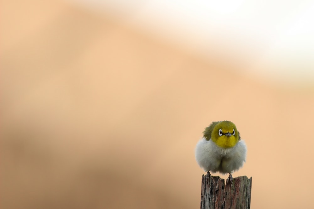 selective focus photo of white and yellow bird