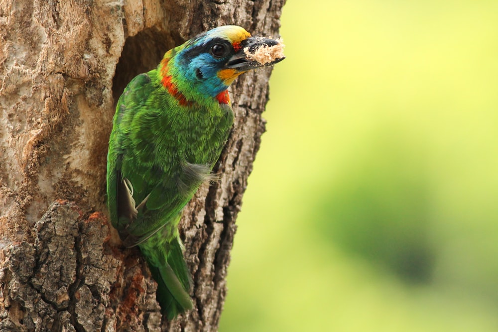 macro shot of green and yellow bird