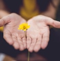 selective focus photography of woman holding yellow petaled flowers