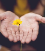 selective focus photography of woman holding yellow petaled flowers