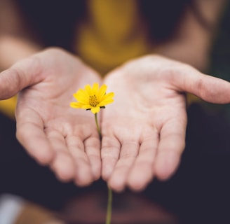 selective focus photography of woman holding yellow petaled flowers