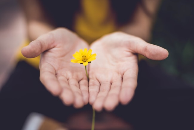 Mãos humanas com uma pequena margarida na cor amarelo no centro das mãos