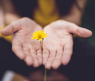 selective focus photography of woman holding yellow petaled flowers