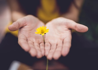 selective focus photography of woman holding yellow petaled flowers