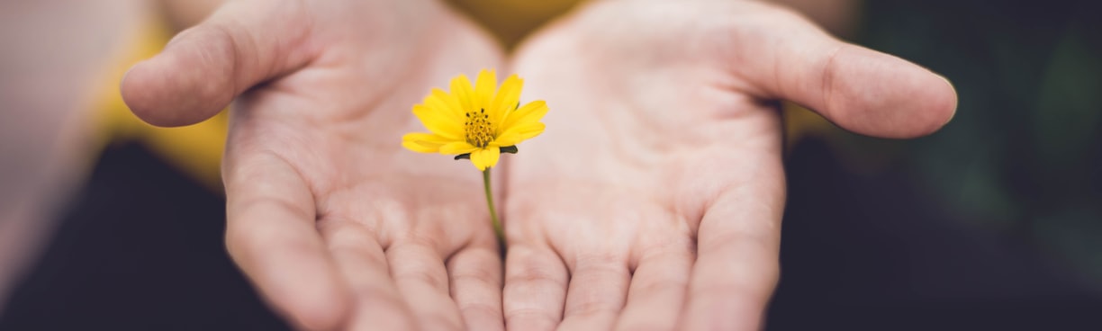 female hands offering yellow flower
