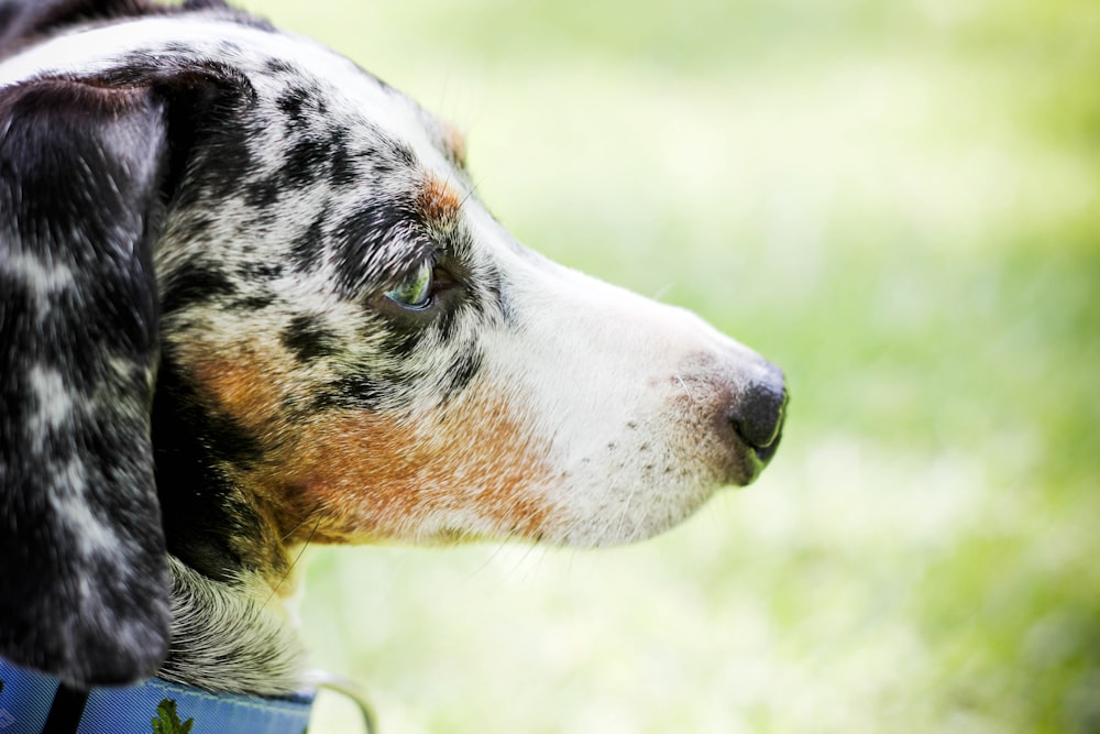 selective focus photography of short-coated black and white dog