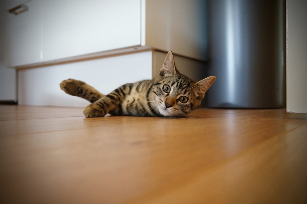 brown tabby cat lying near white wooden furniture