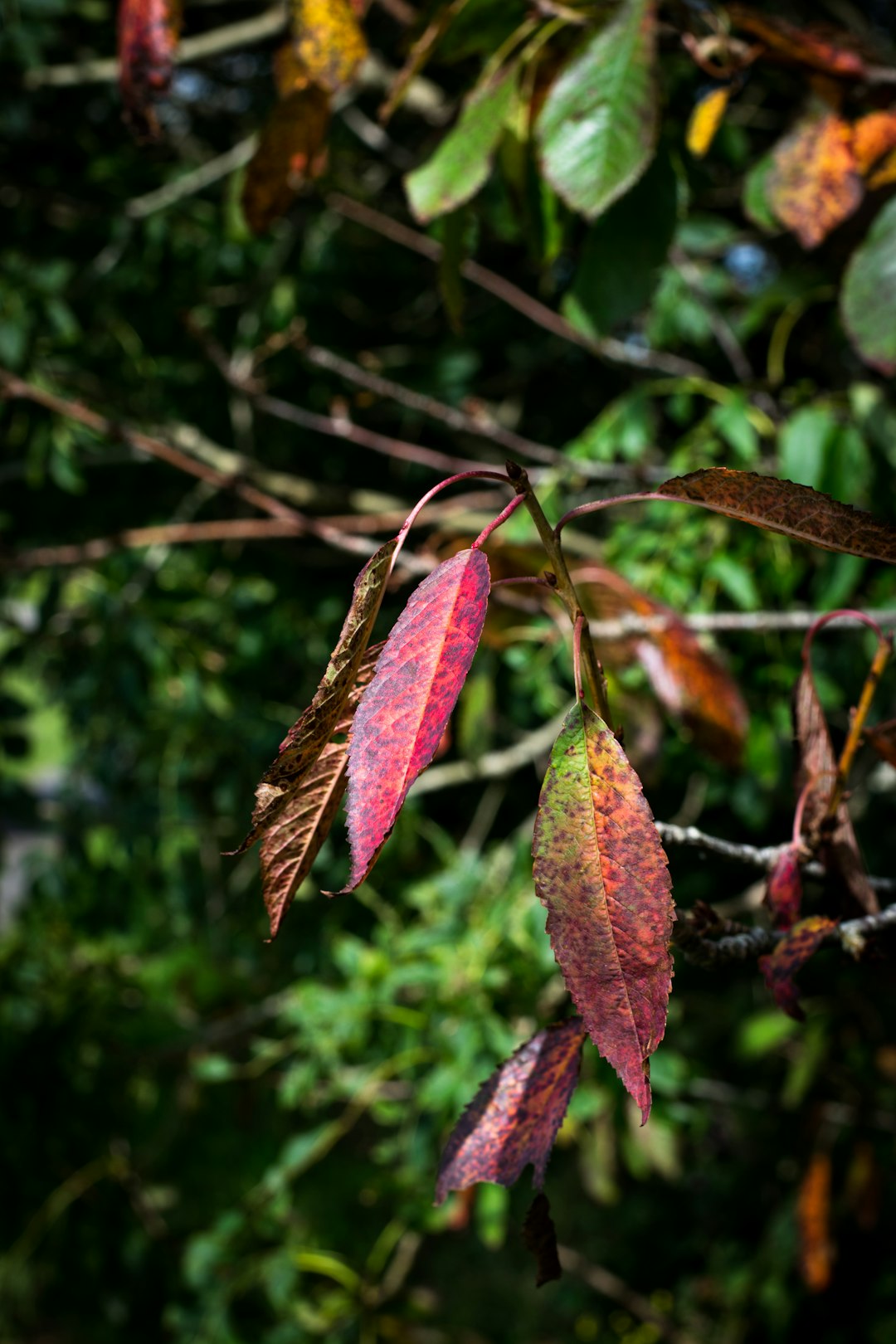 brown leaves