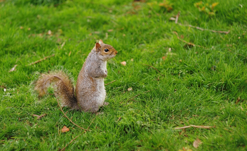 brown squirrel on green grass during daytime