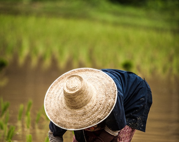 person wearing brown straw hat while planting rice selective focus photography