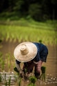 person wearing brown straw hat while planting rice selective focus photography