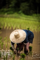 person wearing brown straw hat while planting rice selective focus photography