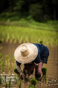 person wearing brown straw hat while planting rice selective focus photography
