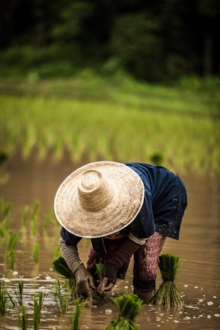 A person wearing a straw hat and gloves is bent over, planting rice seedlings in a flooded paddy field. The surrounding area is lush with green plants and trees, suggesting a rural and natural environment. The water reflects the seedlings and the sky is cloudy, imparting a serene atmosphere.